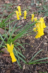 Narcissus cyclamineus