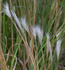 Andropogon leucostachyus