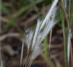 Andropogon leucostachyus