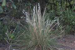 Andropogon leucostachyus
