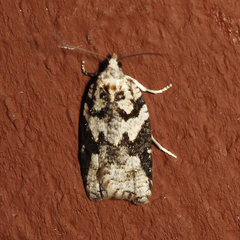 Acleris gloveranus