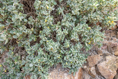 Lachnocapsa spathulata