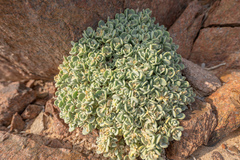 Lachnocapsa spathulata