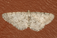 Aethalura intertexta