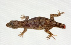 Cnemaspis kandiana
