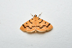 Dichocrocis clytusalis