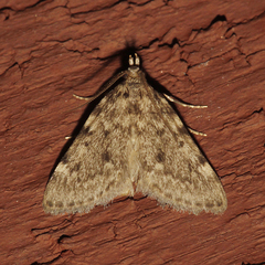 Aglossa pinguinalis