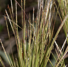 Andropogon bicornis
