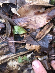 Erythronium americanum