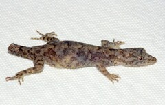 Cnemaspis kandiana
