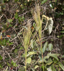 Andropogon bicornis