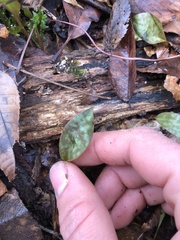 Erythronium americanum