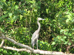 Ardea sumatrana