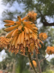Asphodeloideae