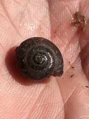 Triodopsis hopetonensis