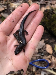 Desmognathus conanti