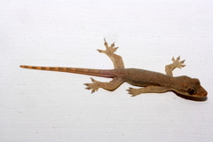 Hemidactylus platyurus