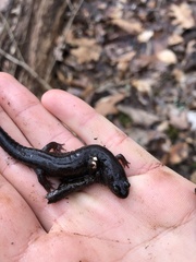 Desmognathus conanti