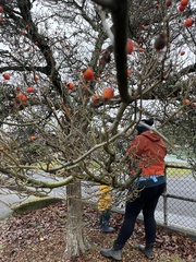 Crataegus × lavallei