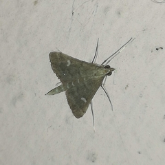 Dolicharthria punctalis