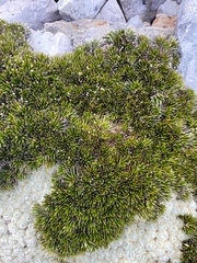 Celmisia laricifolia