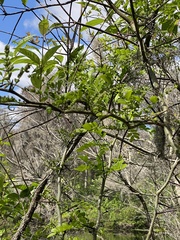 Gleditsia aquatica