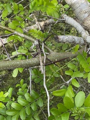Gleditsia aquatica