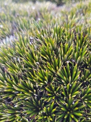 Celmisia laricifolia