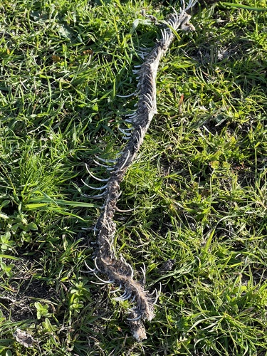 iNaturalist observation photo of Gopher Snake