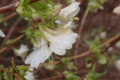 Lonicera fragrantissima