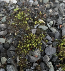 Bryum barnesii