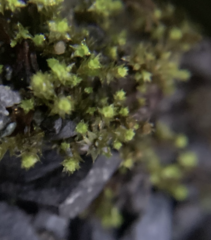 Bryum barnesii