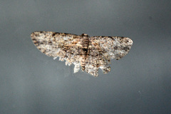 Psilalcis isombra