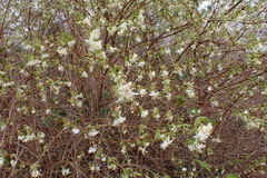 Lonicera fragrantissima