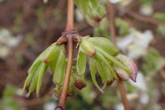 Lonicera fragrantissima