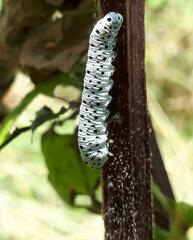 Tenthredo scrophulariae