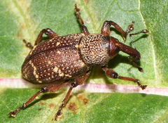 Hylobius transversovittatus