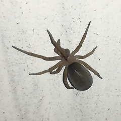 Filistata insidiatrix