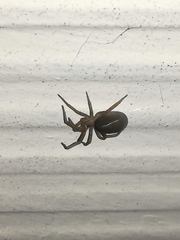 Filistata insidiatrix