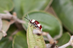Omophoita