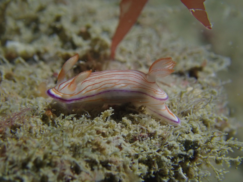 Hypselodoris katherinae