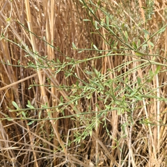Baccharis brachyphylla