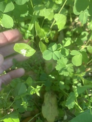 Claytonia perfoliata