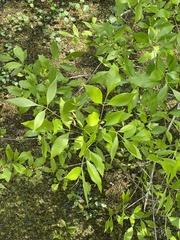 Fraxinus caroliniana