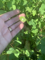 Claytonia perfoliata