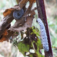 Tenthredo scrophulariae