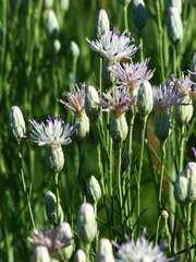 Jurinea stoechadifolia