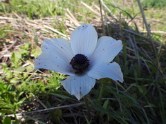 Dionconotus neglectus