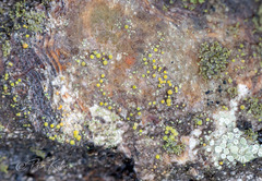 Athallia pyracea