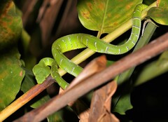 Tropidolaemus subannulatus